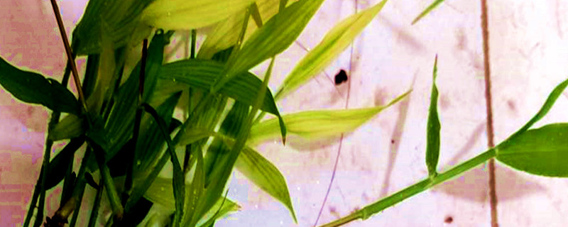 竹节草水草的养殖方法 竹节草水草的养殖方法