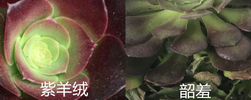 紫羊绒和韶羞的区别 紫羊绒和韶羞的区别