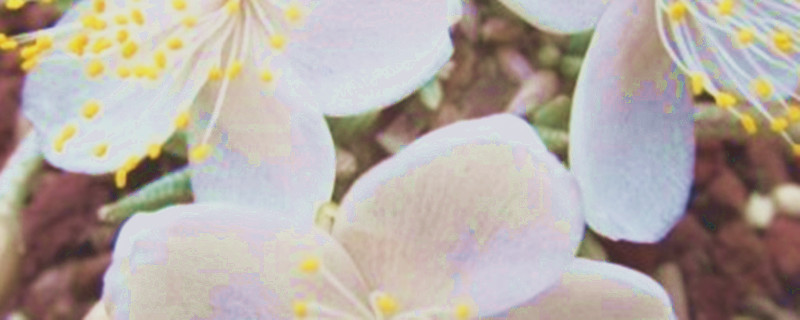 白花韧锦怎么养,一年能长多大 白花韧锦怎么养,一年能长多大