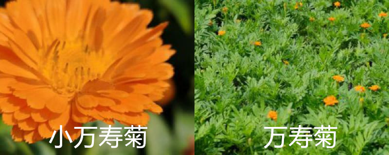 小万寿菊和万寿菊的区别,怎么种植 小万寿菊和万寿菊的区别,怎么种植