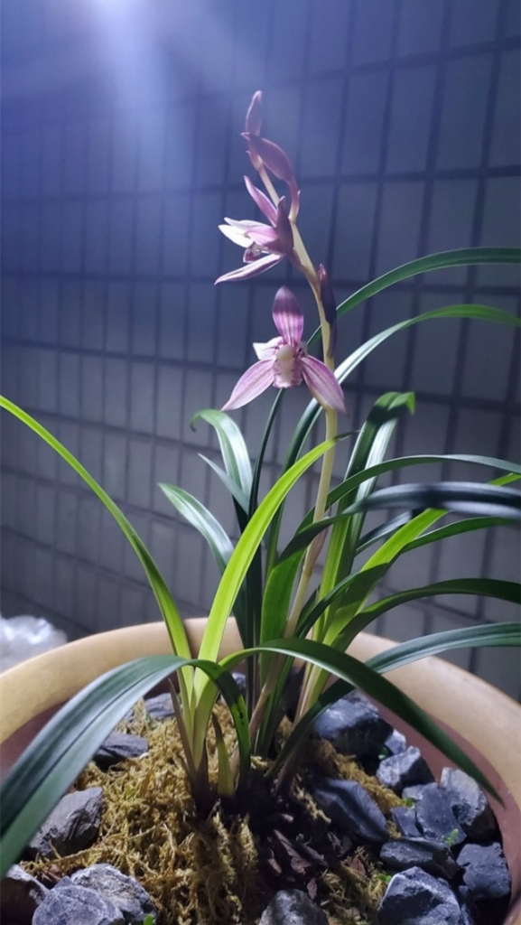 兰花用些巧方法,叶子越养越绿! 兰花用些巧方法,叶子越养越绿!