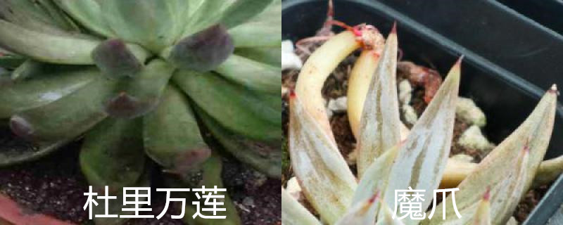 杜里万莲和魔爪区别,怎么养护 杜里万莲和魔爪区别,怎么养护