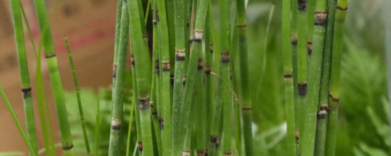 木贼种植方法,可以养室内吗 木贼种植方法,可以养室内吗