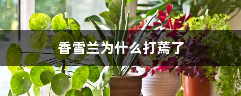 香雪兰为什么打蔫了 香雪兰为什么打蔫了