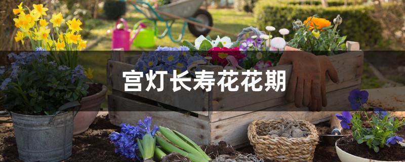宫灯长寿花花期 宫灯长寿花花期