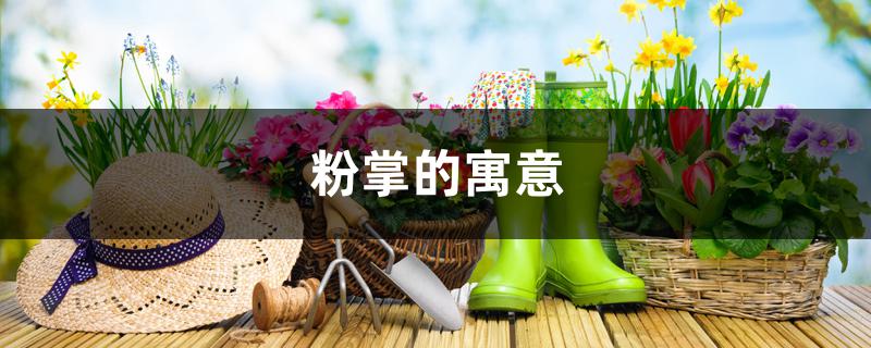 粉掌的寓意 粉掌的寓意