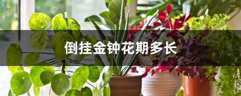 倒挂金钟花期多长 倒挂金钟花期多长