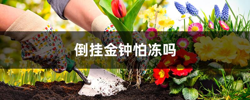 倒挂金钟怕冻吗 倒挂金钟怕冻吗
