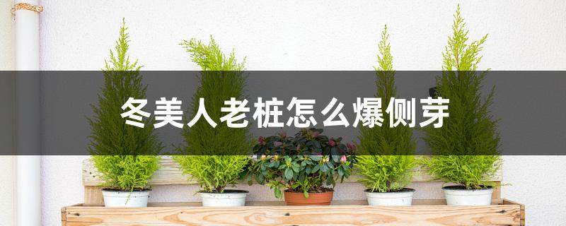 冬美人老桩怎么爆侧芽 冬美人老桩怎么爆侧芽