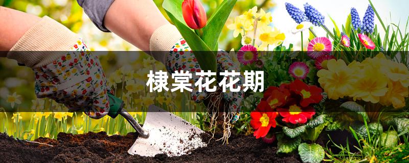 棣棠花花期 棣棠花花期