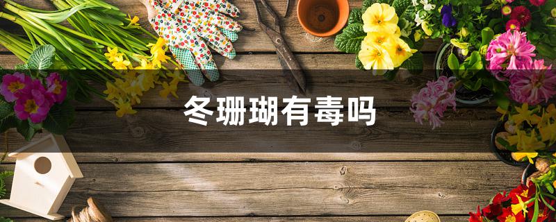冬珊瑚有毒吗 冬珊瑚有毒吗