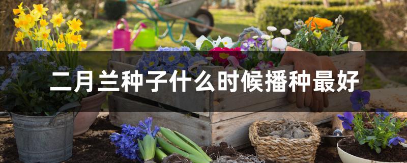 二月兰种子什么时候播种最好 二月兰种子什么时候播种最好