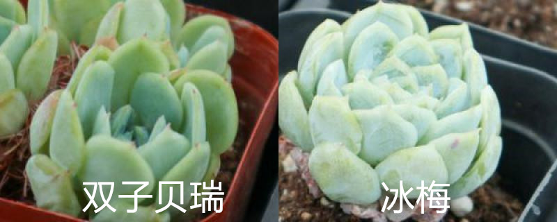 双子贝瑞和冰梅有什么不同,怎么养护 双子贝瑞和冰梅有什么不同,怎么养护