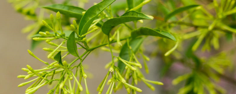 夜香树怎么养护,有虫怎么办 夜香树怎么养护,有虫怎么办