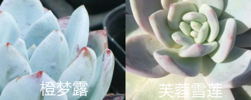 橙梦露和芙蓉雪莲有什么区别,摊大饼怎么办 橙梦露和芙蓉雪莲有什么区别,摊大饼怎么办