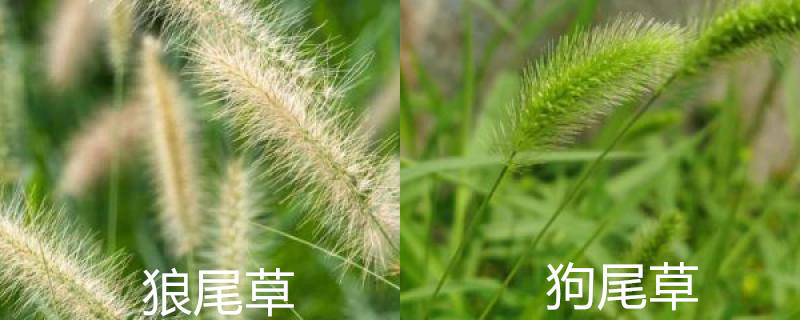狼尾草和狗尾草区别，怎么养护