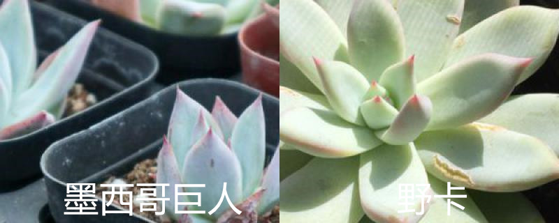 墨西哥巨人和野卡的区别,怎么养 墨西哥巨人和野卡的区别,怎么养