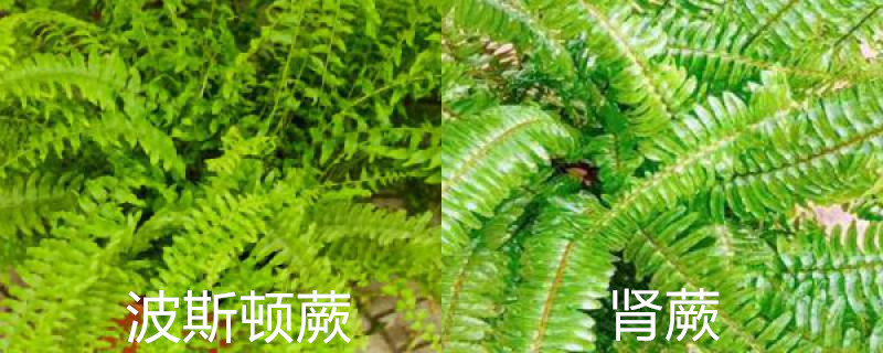 波斯顿蕨和肾蕨的区别,怎么养护 波斯顿蕨和肾蕨的区别,怎么养护