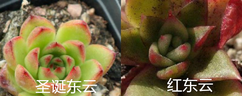 圣诞东云和红东云区别,怎么养护 圣诞东云和红东云区别,怎么养护