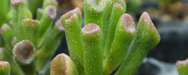 吸财树多肉怎么繁殖,什么时候繁殖 吸财树多肉怎么繁殖,什么时候繁殖
