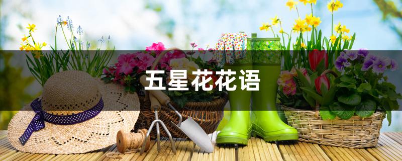 五星花花语 五星花花语