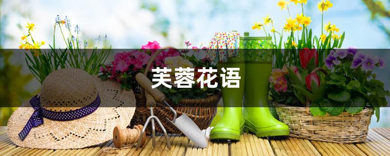 芙蓉花语 芙蓉花语