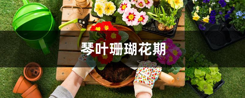 琴叶珊瑚花期 琴叶珊瑚花期