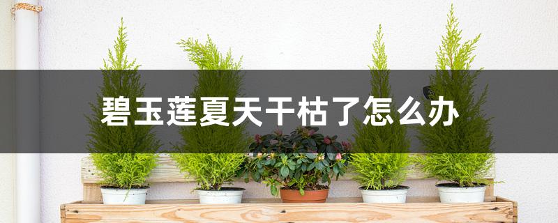 碧玉莲夏天干枯了怎么办 碧玉莲夏天干枯了怎么办