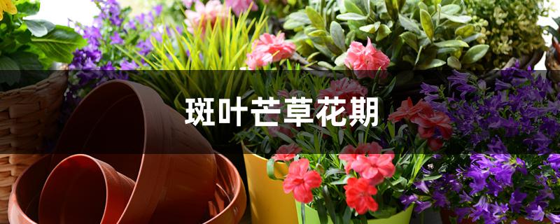斑叶芒草花期 斑叶芒草花期