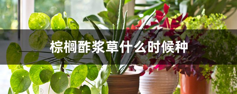 棕榈酢浆草什么时候种 棕榈酢浆草什么时候种