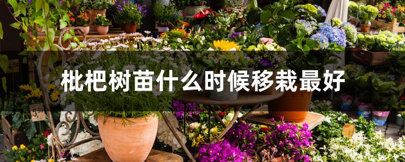 枇杷树苗什么时候移栽最好 枇杷树苗什么时候移栽最好