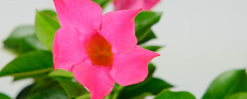 红蝉花不开花什么原因，不开花怎么办