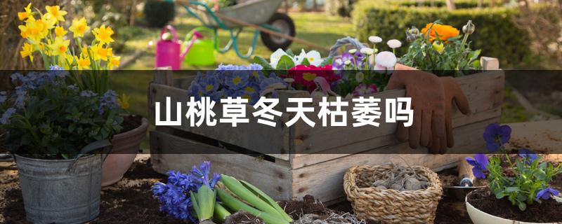 山桃草冬天枯萎吗 山桃草冬天枯萎吗