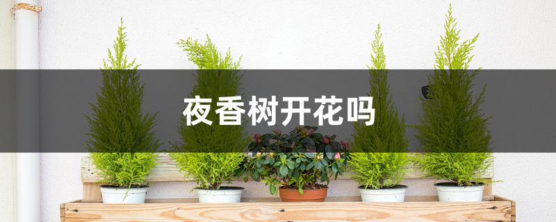 夜香树开花吗 夜香树开花吗