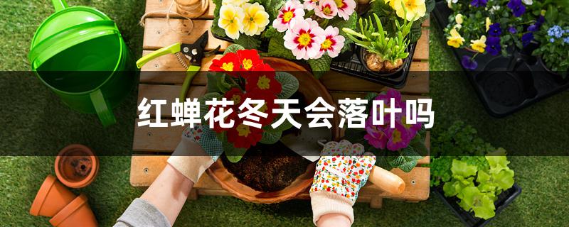 红蝉花冬天会落叶吗 红蝉花冬天会落叶吗