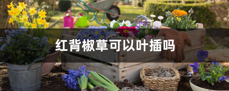 红背椒草可以叶插吗 红背椒草可以叶插吗