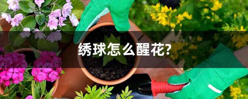 绣球怎么醒花? 绣球怎么醒花?