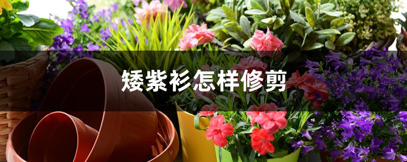 矮紫衫怎样修剪 矮紫衫怎样修剪