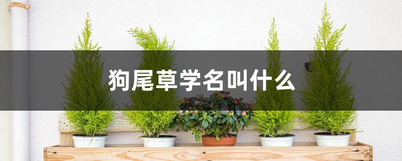 狗尾草学名叫什么 狗尾草学名叫什么