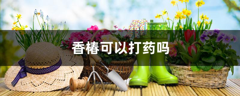 香椿可以打药吗 香椿可以打药吗