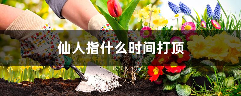 仙人指什么时间打顶 仙人指什么时间打顶