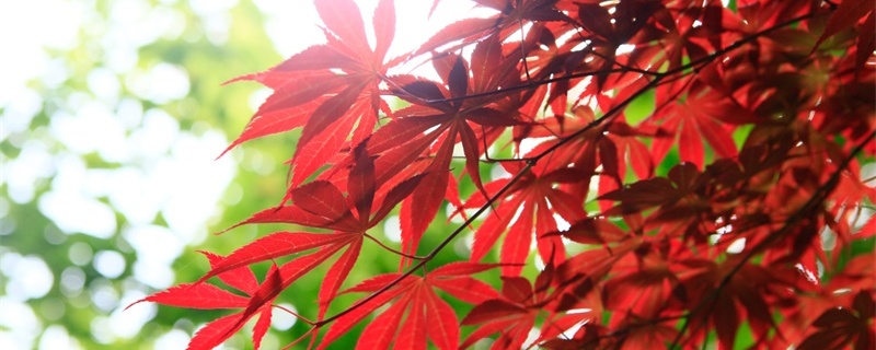 庭院红枫种植禁忌