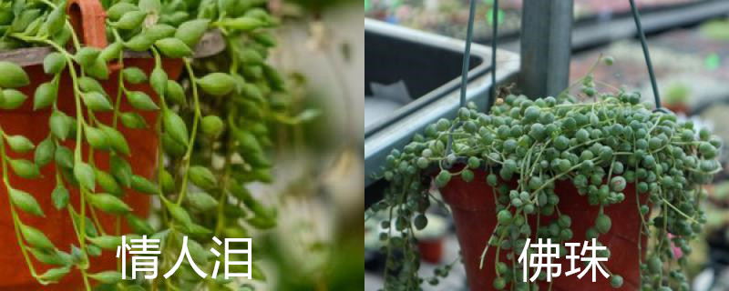 情人泪和佛珠的区别,新手怎么养 情人泪和佛珠的区别,新手怎么养