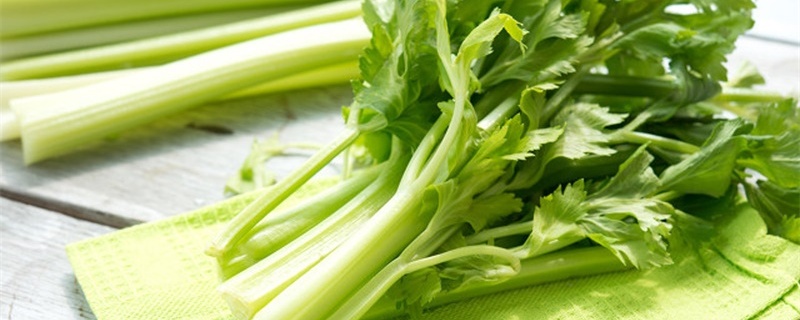 芹菜催芽方法和时间 芹菜催芽方法和时间