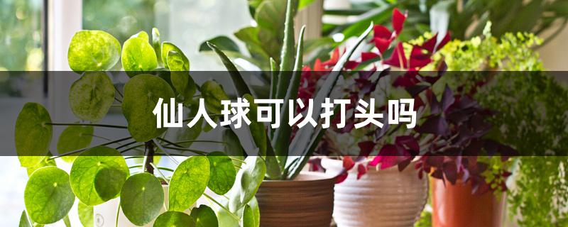 仙人球可以打头吗 仙人球可以打头吗
