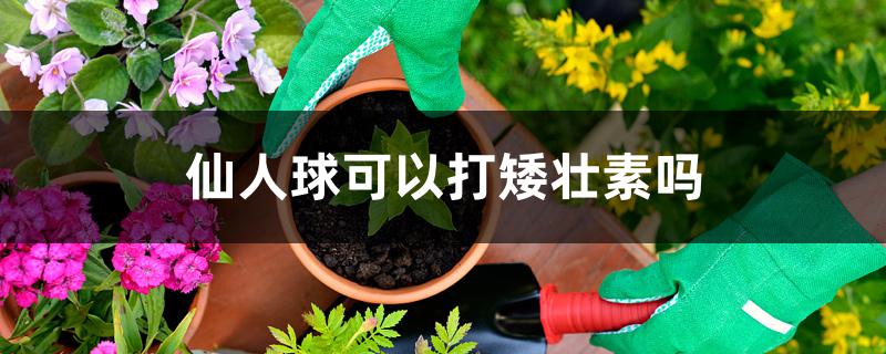 仙人球可以打矮壮素吗
