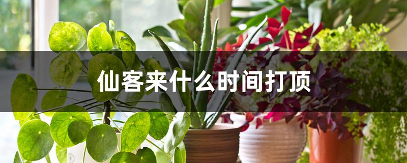 仙客来什么时间打顶 仙客来什么时间打顶