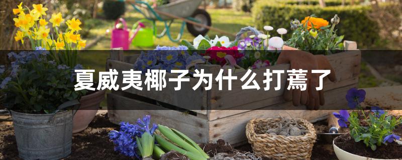 夏威夷椰子为什么打蔫了 夏威夷椰子为什么打蔫了