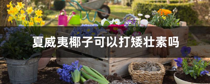 夏威夷椰子可以打矮壮素吗