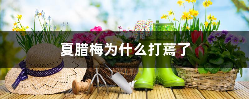 夏腊梅为什么打蔫了 夏腊梅为什么打蔫了